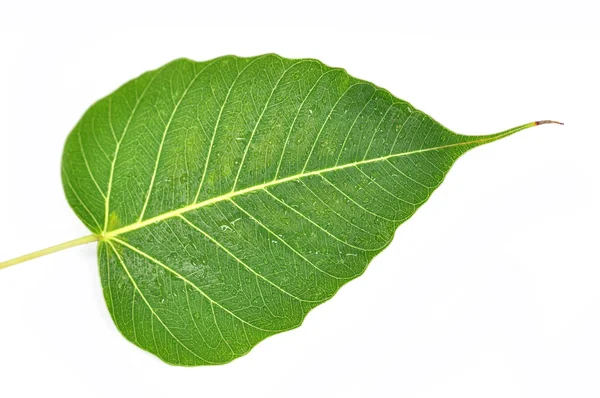 Green leaf — Stock Photo, Image