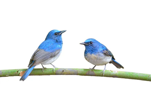 Hainan Blue Flycatcher pássaro — Fotografia de Stock