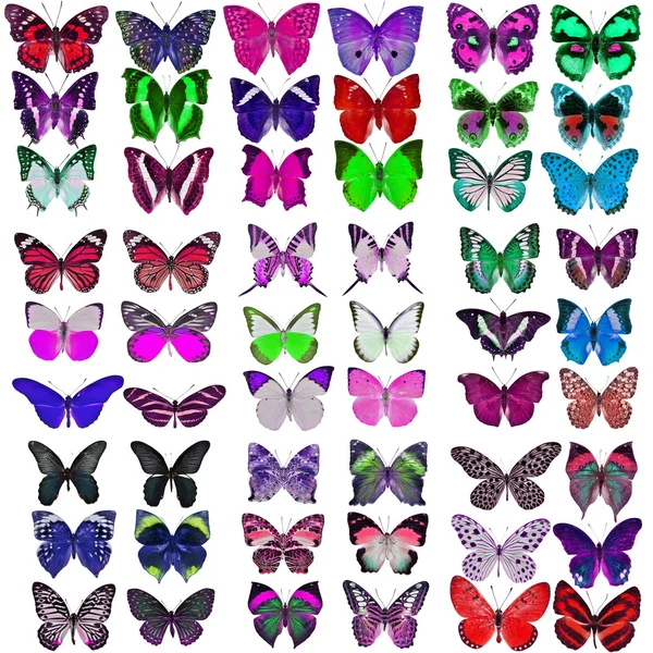 Colección de mariposas coloridas — Foto de Stock