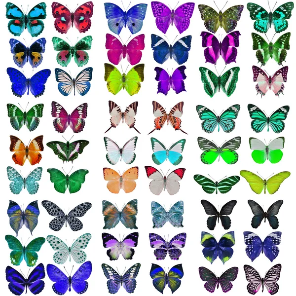 Samling av färgglada fjärilar — Stockfoto