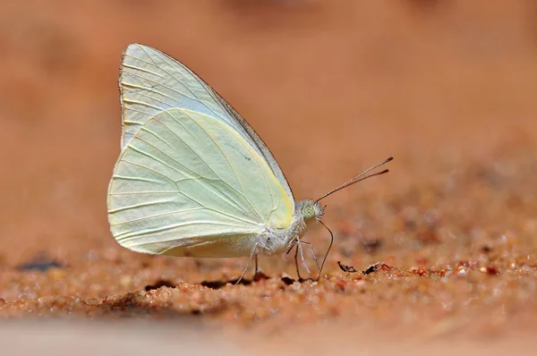 Biały motyl — Zdjęcie stockowe