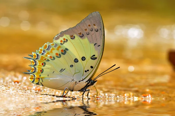 Jewelled nawab vlinder — Stockfoto