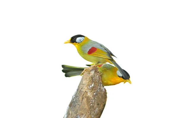 Zlatý pták — Stock fotografie