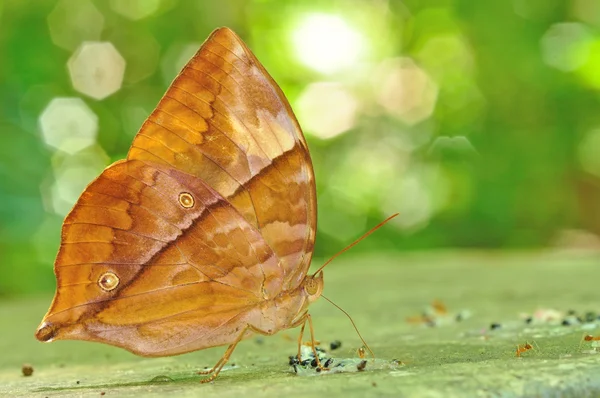 Mariposa marrón —  Fotos de Stock