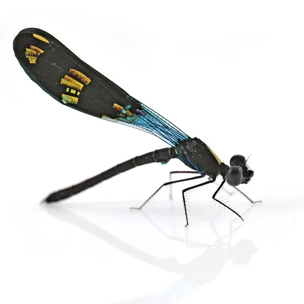 Dragonfly Berwarna — Stok Foto