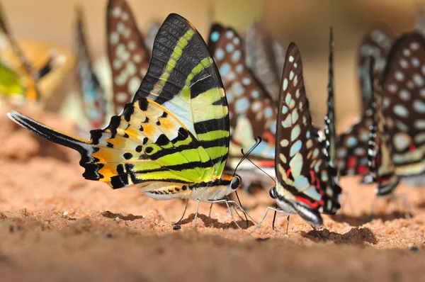 Hermosa mariposa —  Fotos de Stock