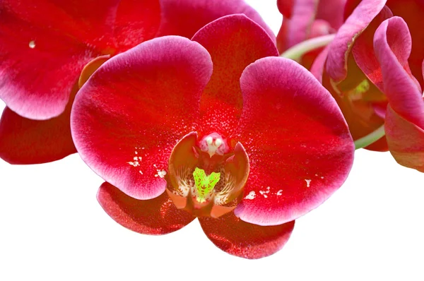 Orquídea roja — Foto de Stock