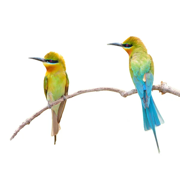 Blue-tailed Bee-eater bird — Stock Photo, Image