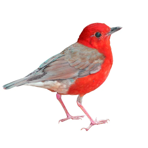 Beautiful Red Bird — Stock Photo, Image