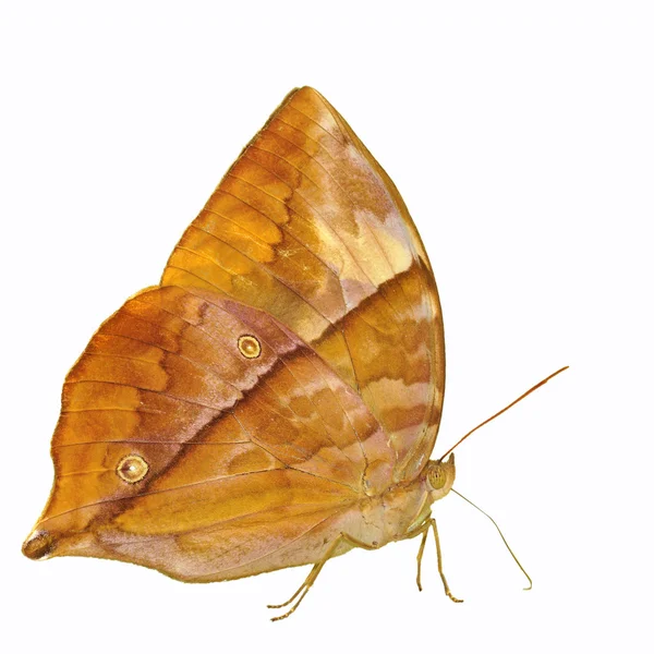 Mariposa marrón — Foto de Stock