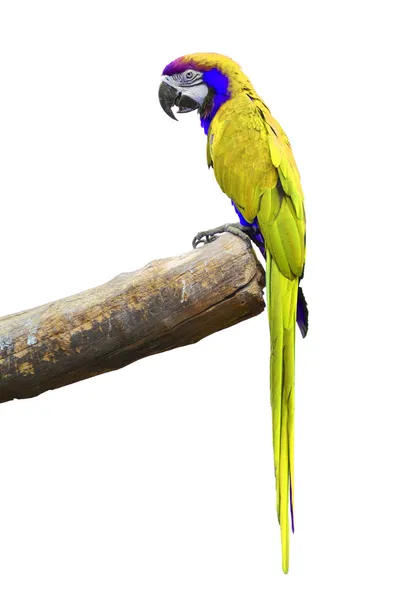 Yeşil Amerika papağanı — Stok fotoğraf