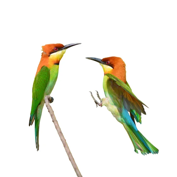 蜂を食べる鳥 — ストック写真