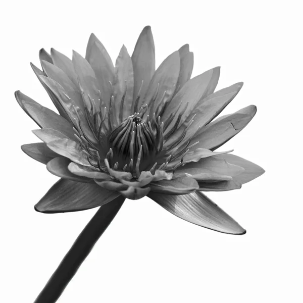 Flor de lótus — Fotografia de Stock