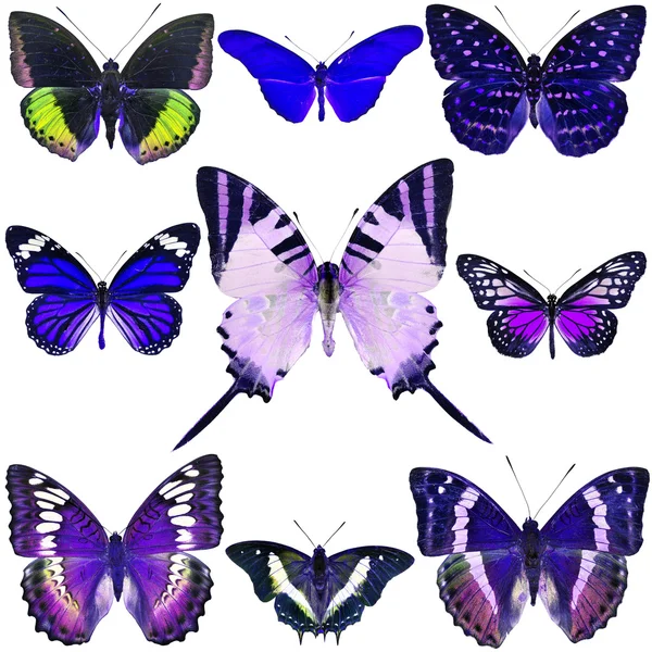 Colección mariposa — Foto de Stock