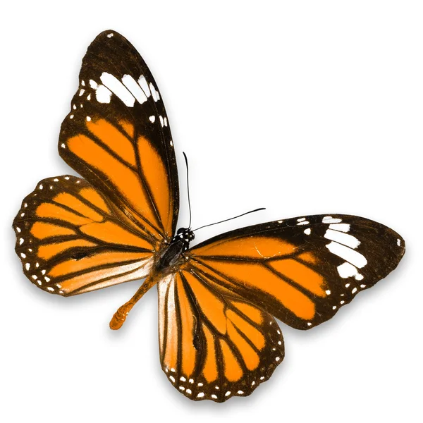 Yellow-orange butterfly — Stock Photo, Image