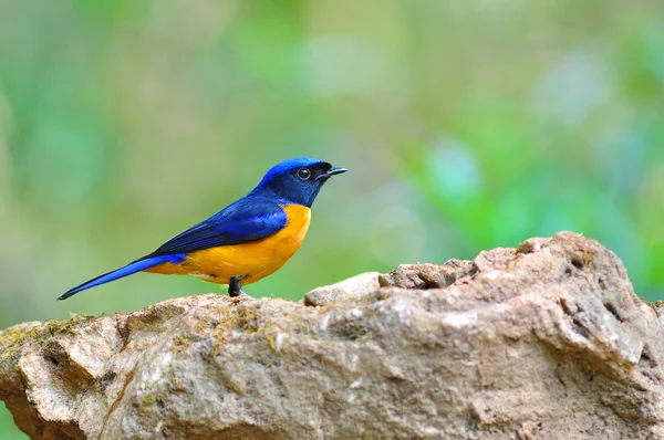 Pájaro de vientre rufo Niltava — Foto de Stock