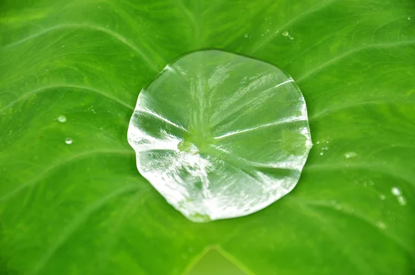 Green leaf — Stock Photo, Image