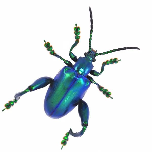 Mavi beetle — Stok fotoğraf