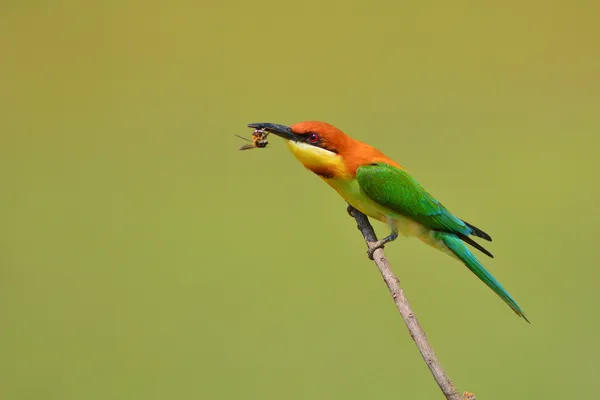 Uccello mangiatore di api — Foto Stock