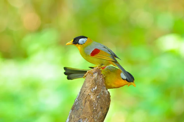 Золотая птица — стоковое фото
