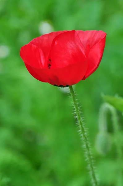 Beautiful poppy flower — Stock Photo, Image