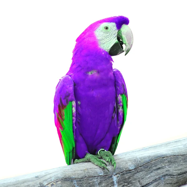 Guacamayo — Foto de Stock