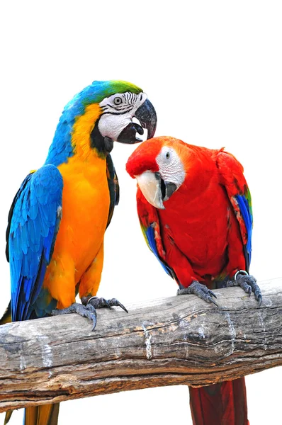 Fargerik papegøye – stockfoto