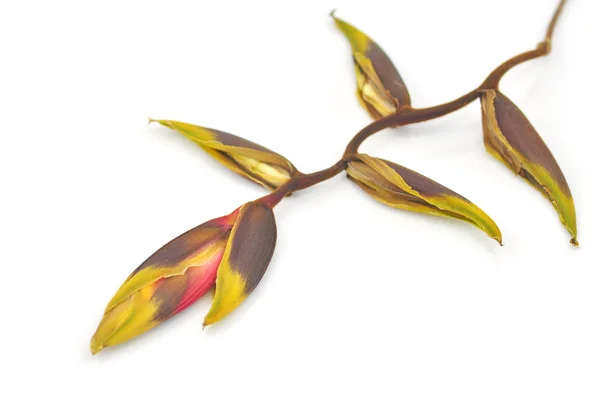 Tropikalny kwiat helikoniaku — Zdjęcie stockowe