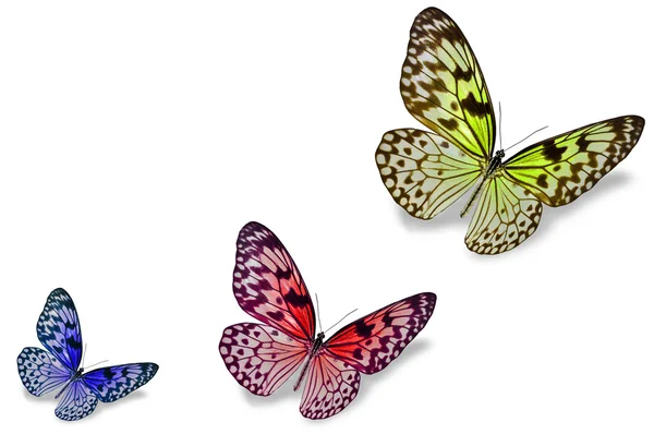 Colorful butterflies — Stock Photo, Image