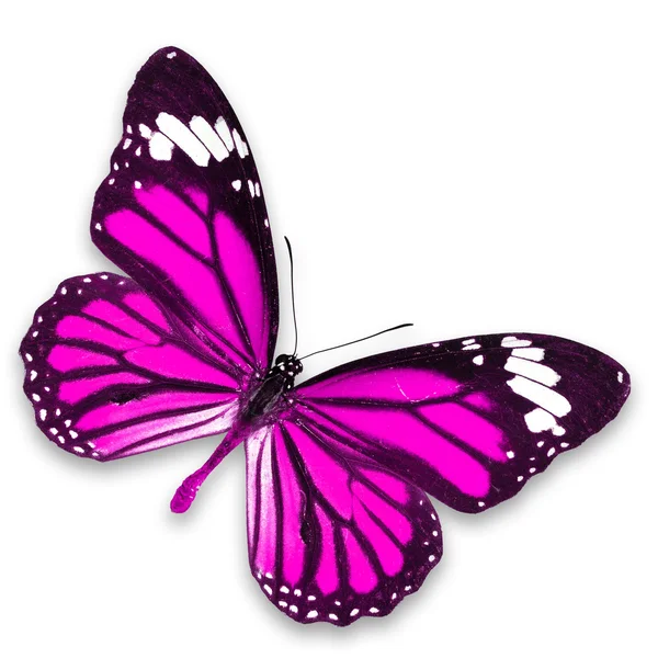 Pink butterfly, isolated on white background — Stock Photo © sun_tiger