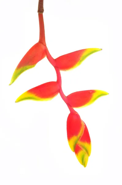 Тропический цветок геликонии — стоковое фото