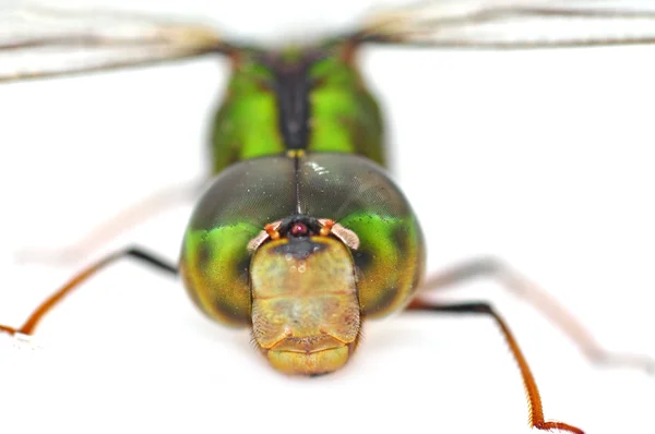 Libélula verde — Fotografia de Stock