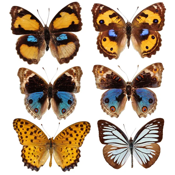 Collezione Butterfly — Foto Stock