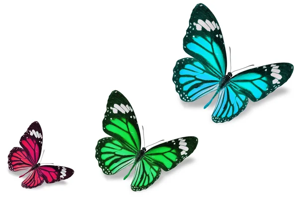 Mariposas coloridas — Foto de Stock