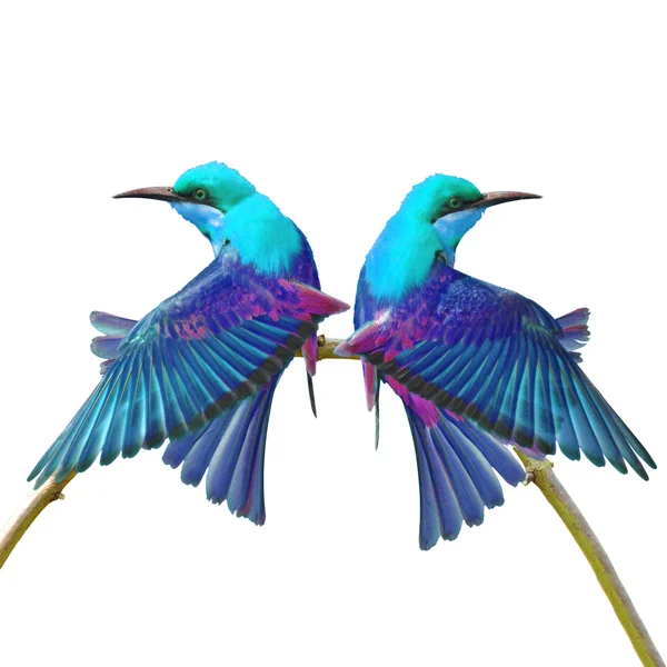 Colorful bird — Stock Photo, Image