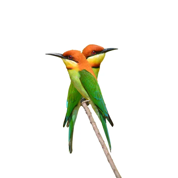 Bee eater ptak — Zdjęcie stockowe