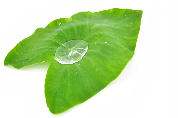 Frunză verde — Fotografie, imagine de stoc