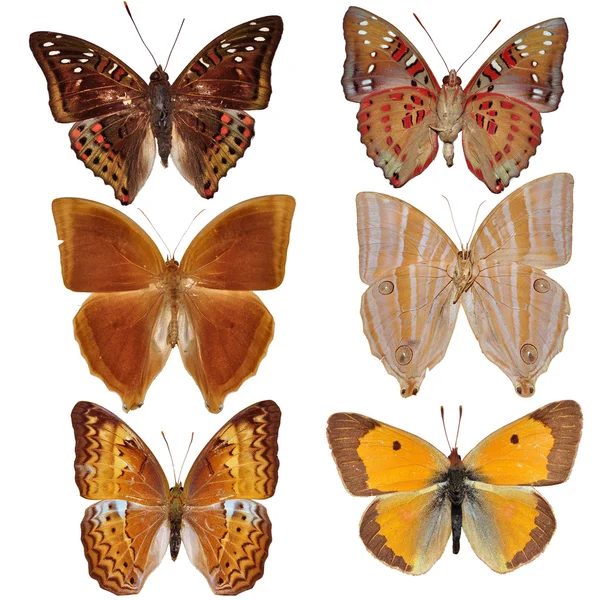Collezione Butterfly — Foto Stock