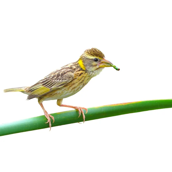 Gestreifter Webervogel — Stockfoto