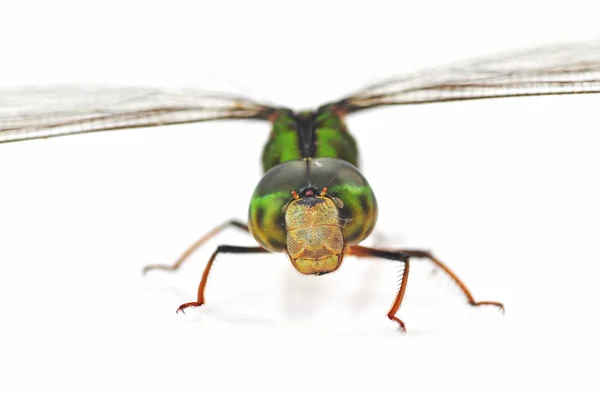 Groene dragonfly — Stockfoto