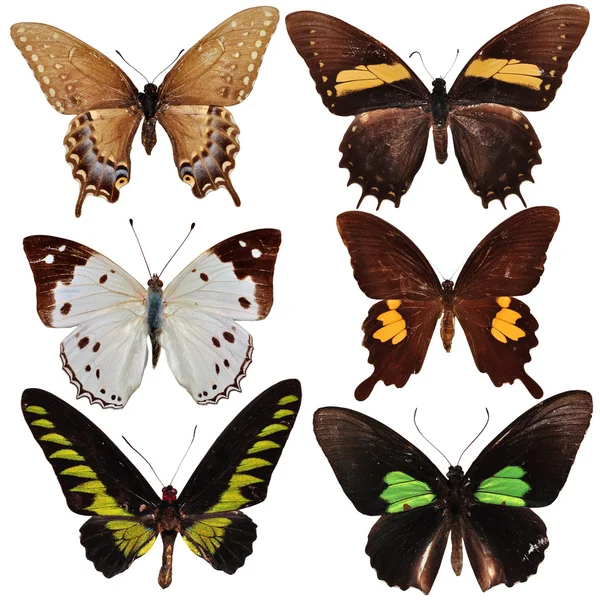 蝴蝶标本 — 图库照片