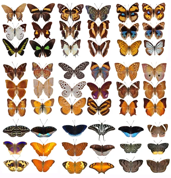 Kolekce Butterfly — Stock fotografie