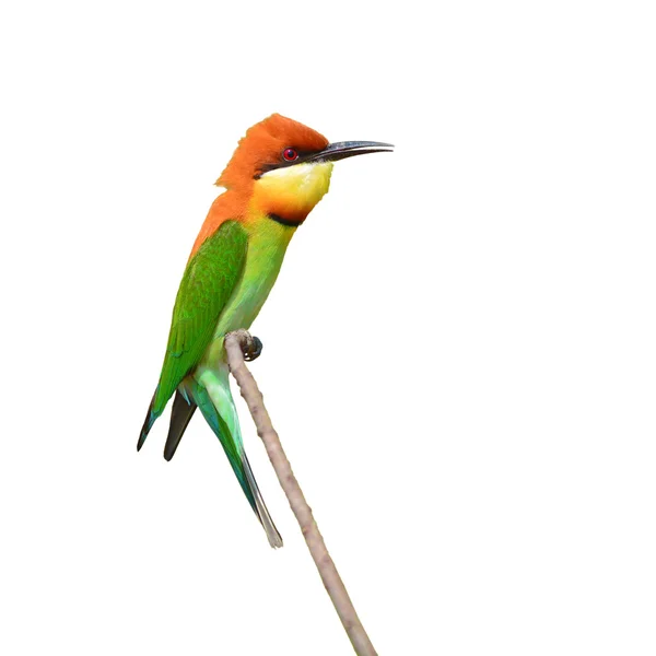 Bee eater ptak — Zdjęcie stockowe