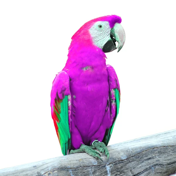 Macaw — Stock Photo, Image