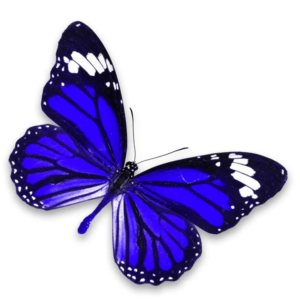 Blauer Schmetterling — Stockfoto