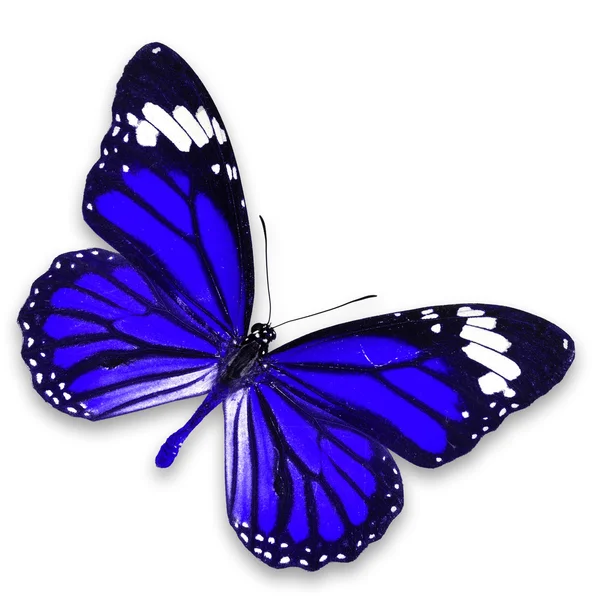 Mariposa azul — Foto de Stock