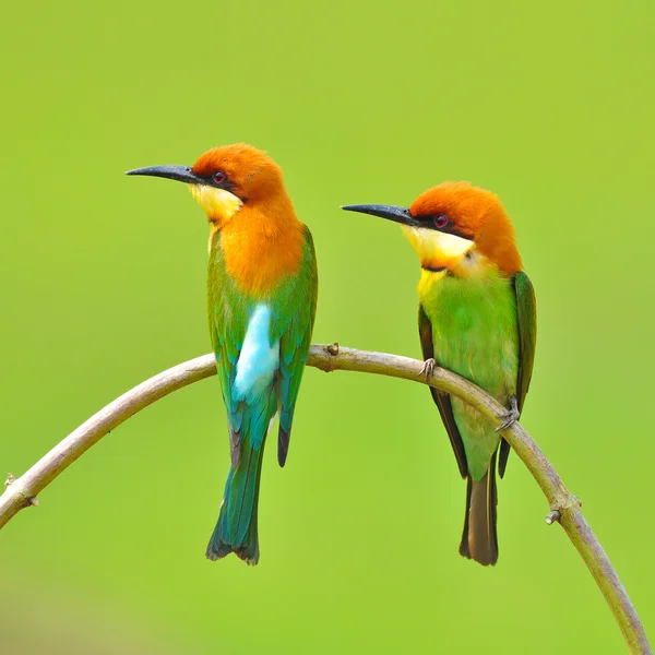 Bee eater fågel — Stockfoto