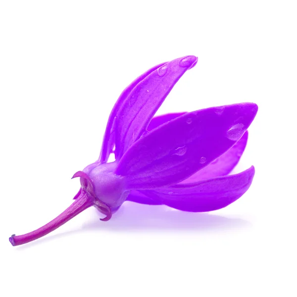 Purple flower — Stock Photo, Image