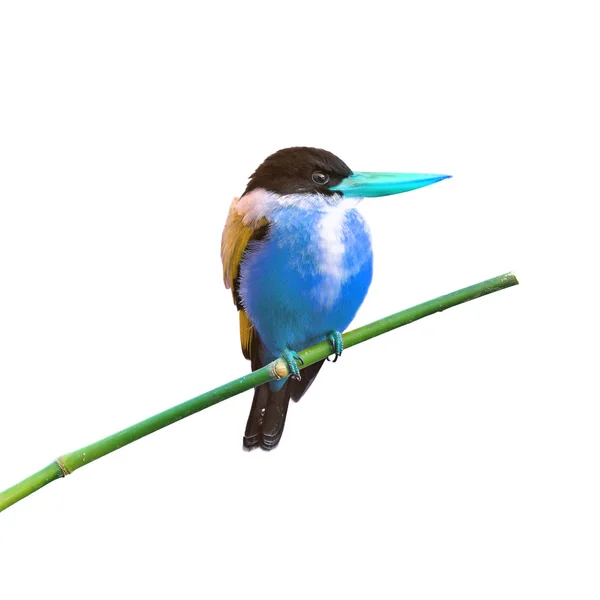 Pájaro colorido — Foto de Stock