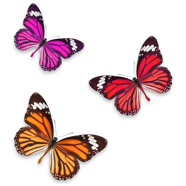 Butterflies isolated — Stock Photo, Image